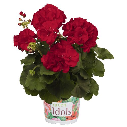 Зональная, кустовая пеларгония (герань) Green Idols Dark Red
